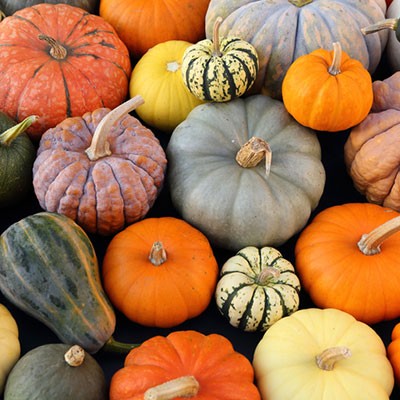 Tante varietà di zucca