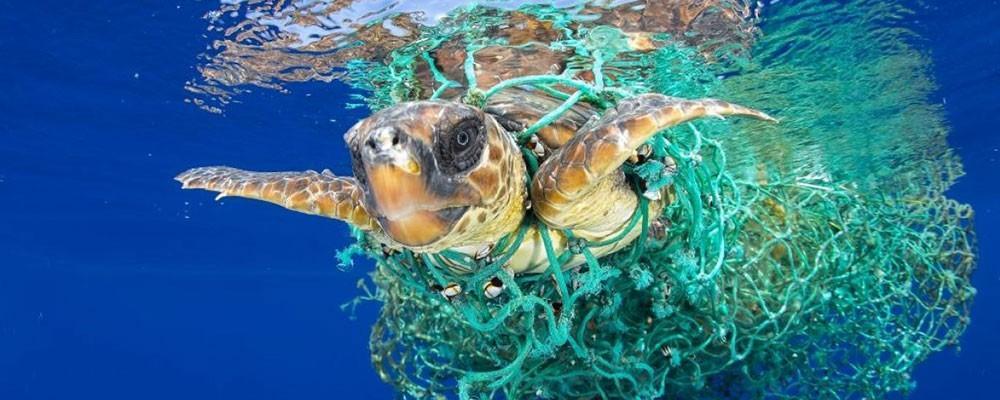 Tartaruga bloccata nella rete da pesca